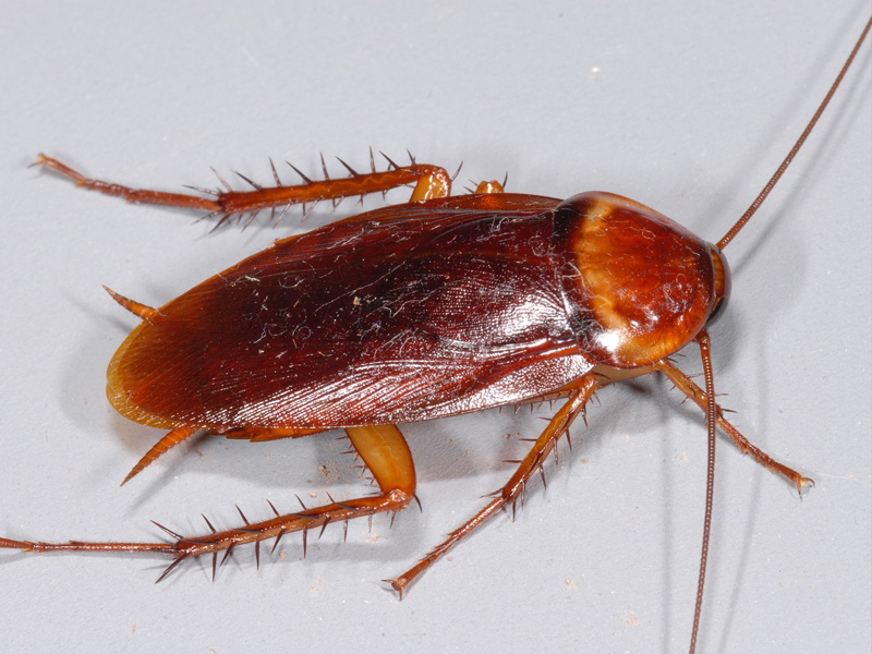 Американский таракан